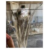 peacock feathers