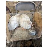 White Guinea young