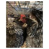 Barred/ Isa hens