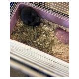 Hollond lop bunny