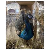 male peacocks