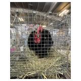 frizzle hens