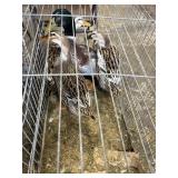 quad silver appleyard ducks