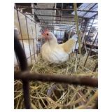 old english white hen and rooster
