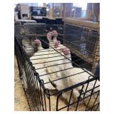 turkeys