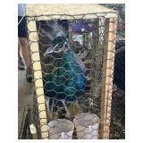 Pied MAle Peacock, 3 Yr Old