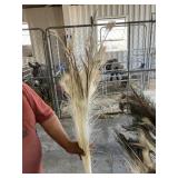 peacock feathers