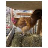 Rooster