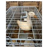 Male pekin drake