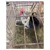 Rooster