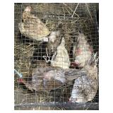 Laying Hens