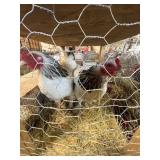 light brahma hens