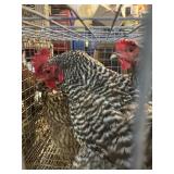 barred rock hens