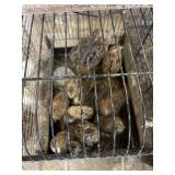 Jumbo corturnix quail