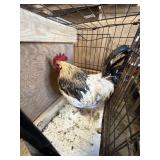 Rooster