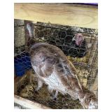 Turkey Hen