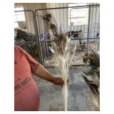 peacock feathers