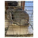 FLEMISH GIANT DOE GRAY