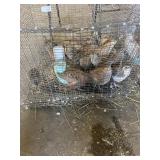 Jumbo cort. quail