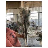 peacock feathers