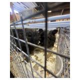 Black silkies