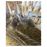 Guinea Keets