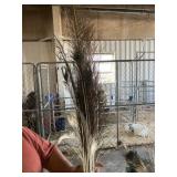 peacock feathers