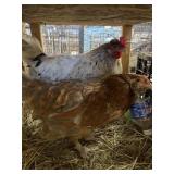 hens