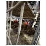 Golden Lacey wydott 1 Roo 4 Hens