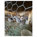 Guinea Keets