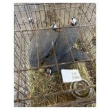 guineas