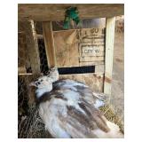Silver pied peacocks - Young