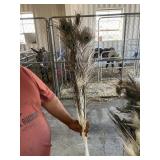 peacock feathers