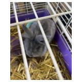 Lionhead Doe