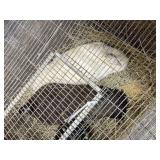 female peahens