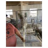 peacock feathers