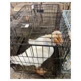 young white geese