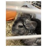 chinchillas