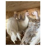 GUINEA KEET
