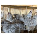 LAVENDAR AMERICAN HENS