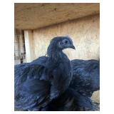 AYAM CEMINE 2R 1H