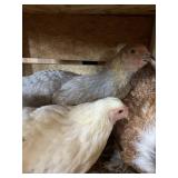 BRAHMA HENS