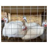 WHITE GUINEA