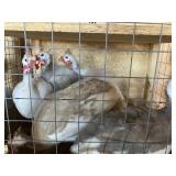 GUINEAS