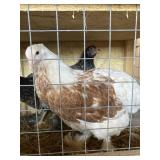 BRAHMA 1R 3H