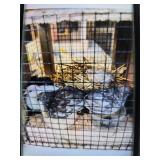 button quails