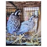 Snowflake Quail Pair