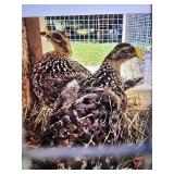reeves hens yearlings