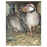 CHUCKAR PARTRIDGE
