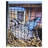 Snowflake quail pair